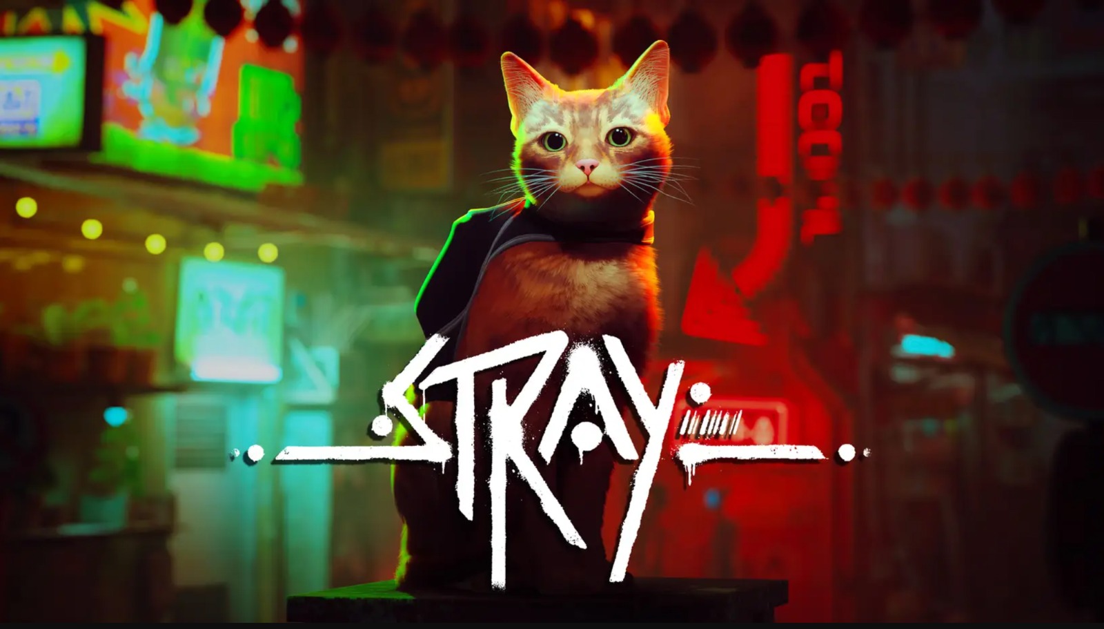 Stray download the new version for ios