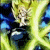 Cabba How old is Kale, Caulifla, and Cabba? - Dragon Ball Forum - Neoseeker ...
