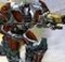 Starcraft or AvP: Extinction - Aliens Vs. Predator: Extinction Forum ...