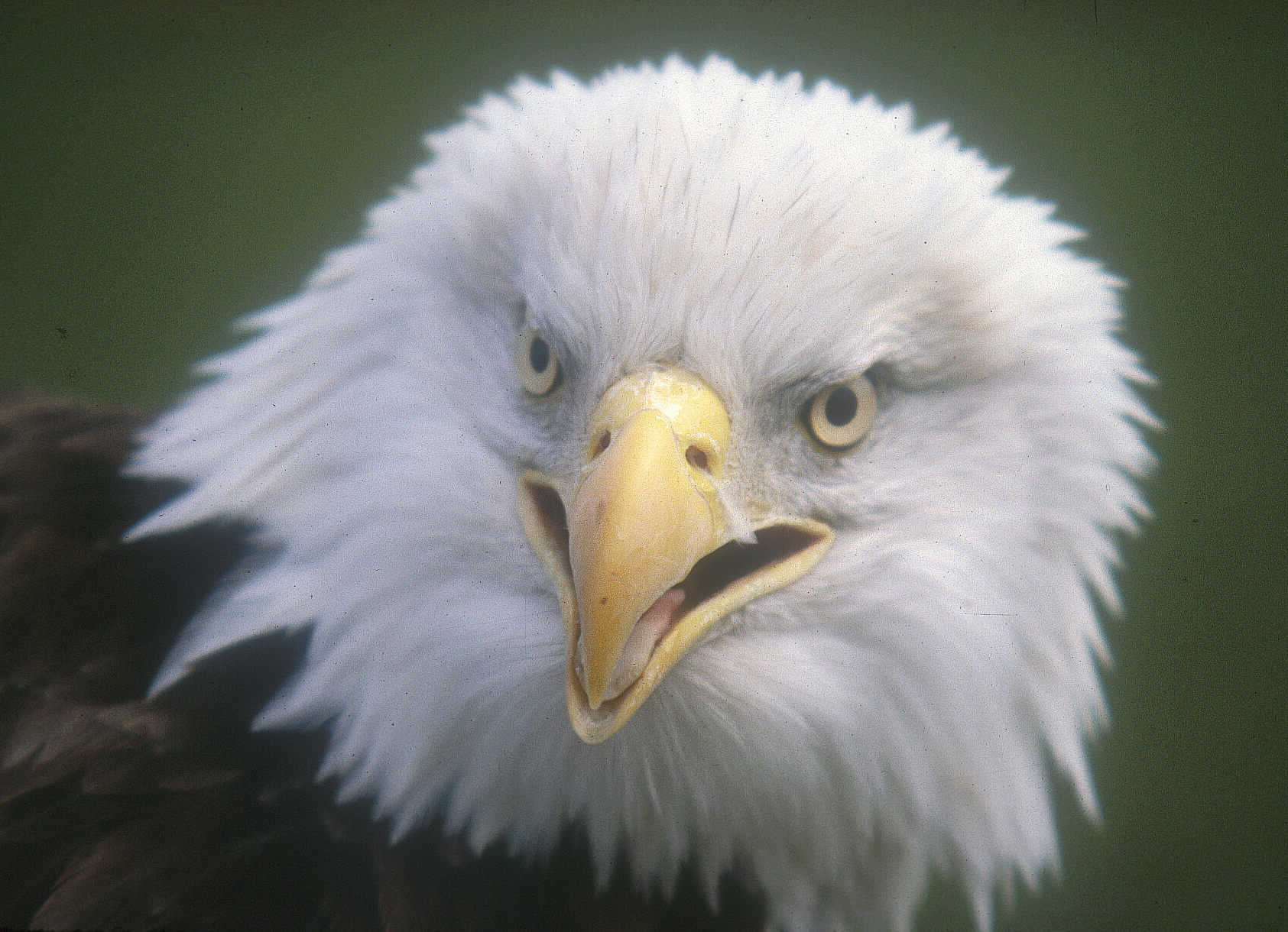 Bald Eagle from SwampertLover - hosted by Neoseeker