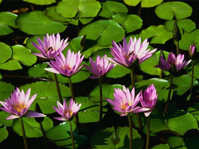 Water Lilies From Baibai216 Hosted By Neoseeker