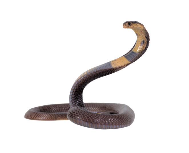 snake_transparent_png_by_absurdwordpreferred2ciif.png from Remedy ...