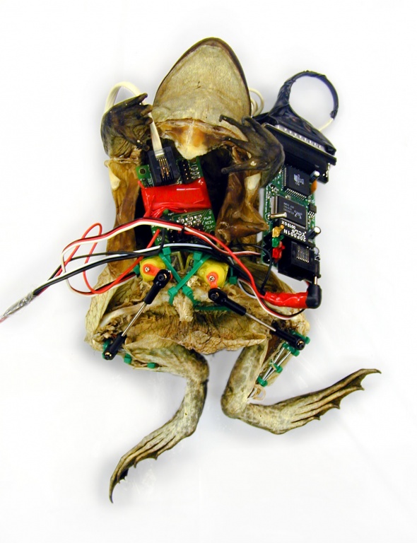 Control a dead frog's muscles over the Internet - Neoseeker