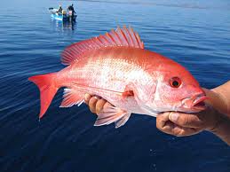 Red Snapper - Animal Crossing Wiki - Neoseeker