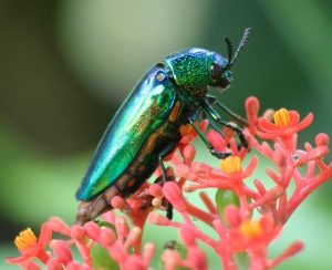 jewel beetles buprestidae morphology bore