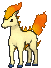 ponyta teddy